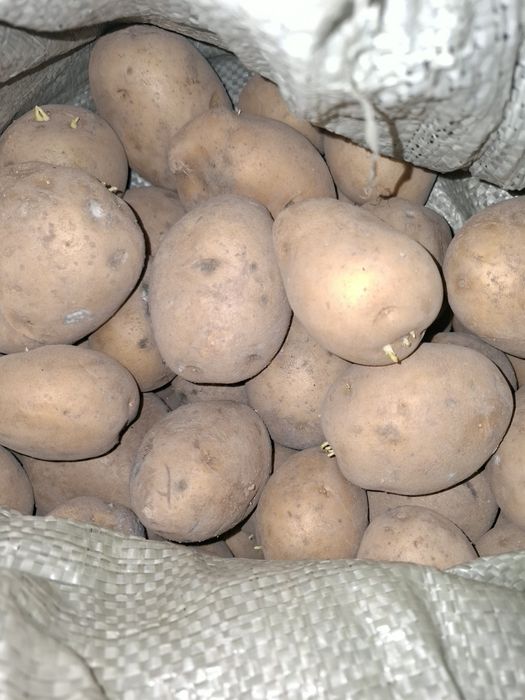 Картофель домашний