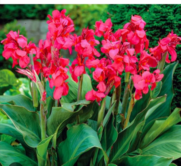 Продам корневища Канн