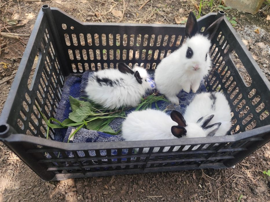 Продам крольчат декоративных
