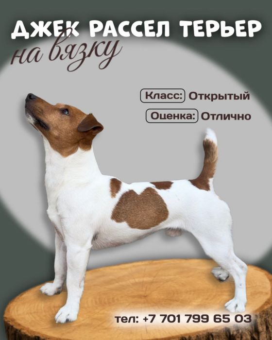 Джек Рассел Терьер на вязку