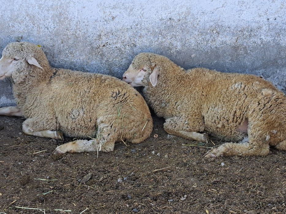 Еркек токты 20 бас