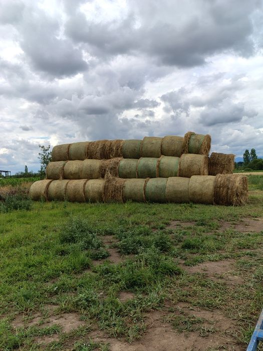 Baloți Fan 2025 fan