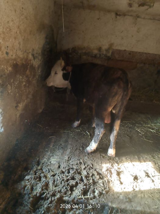 Продам хорошего быка