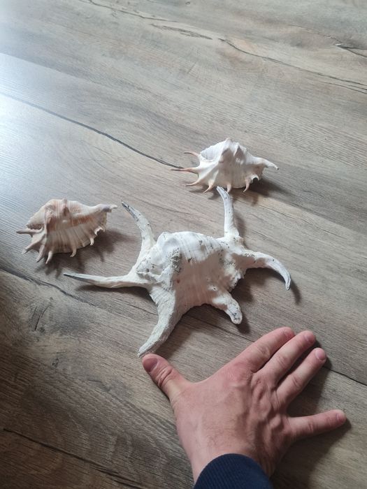 РАКОВИНИ                                                             .