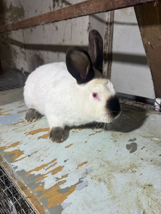 Продается породистые кролики