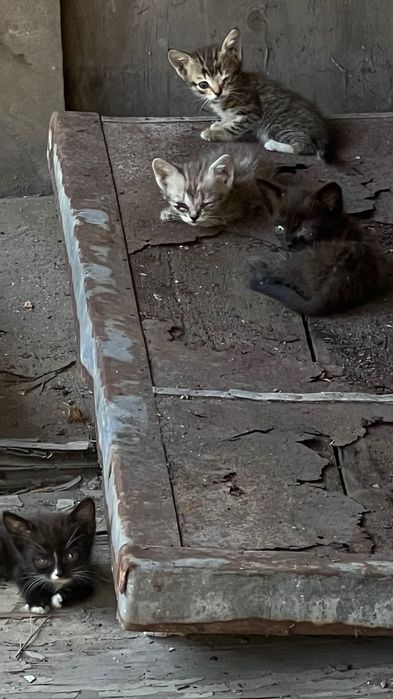 Отдам котят бесплатно