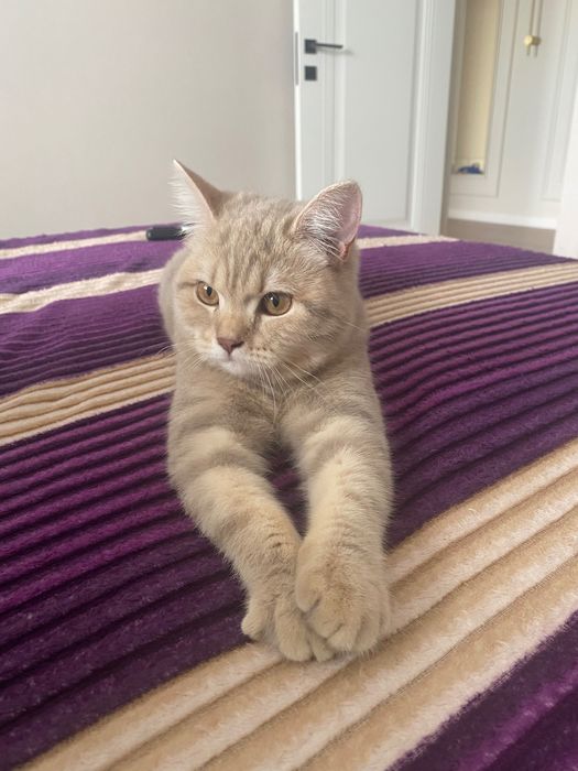 Отдадим кошку в добрые руки