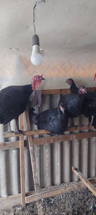 Индюки чёрный принц