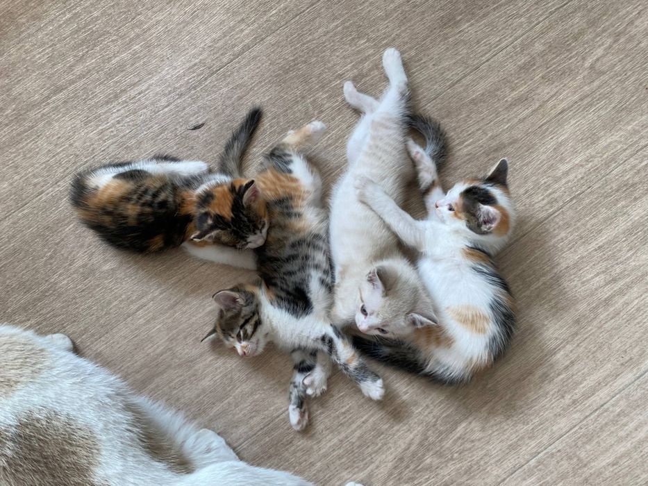Отдадим Котят в добрые руки