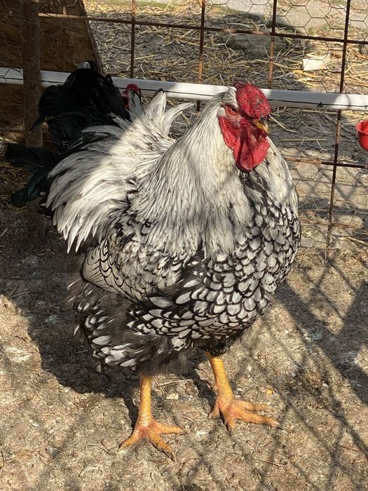 Cocoș playmonth si wyandotte