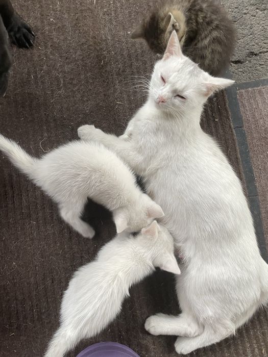 Отлам котят в добрые руки