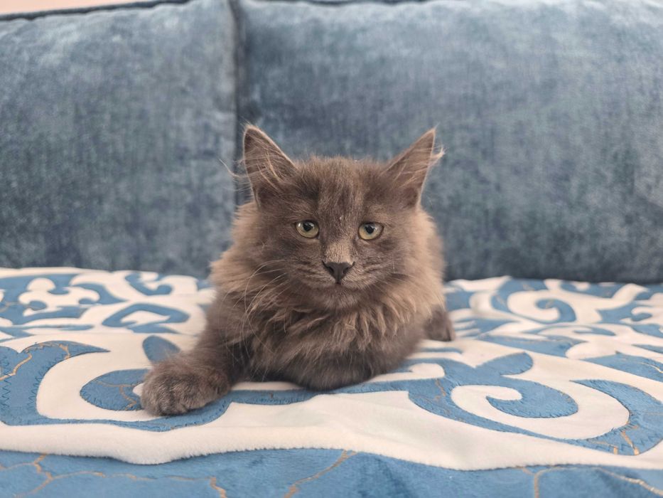Отдам серого кота в хорошие руки