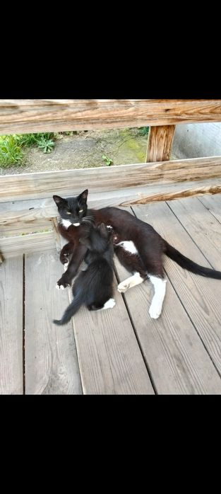 Отдам котенка мышелова