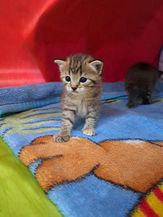 Продаются котята