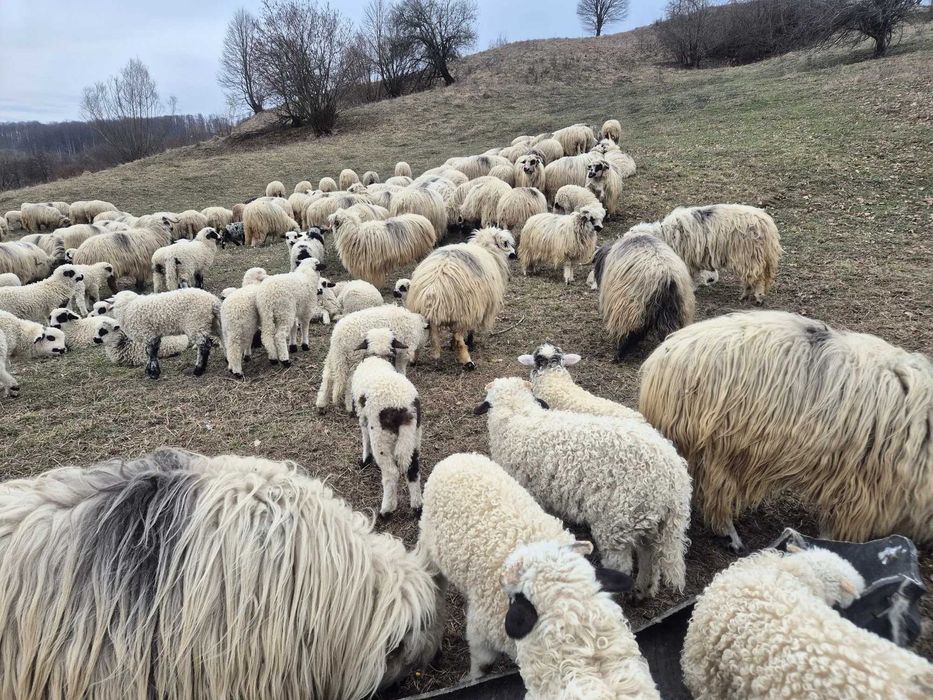 Vînd Oi Țurcane, Oaicheșe si Breze