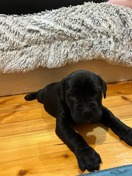 Продават се прекрасни кученца порода Кане Корсо