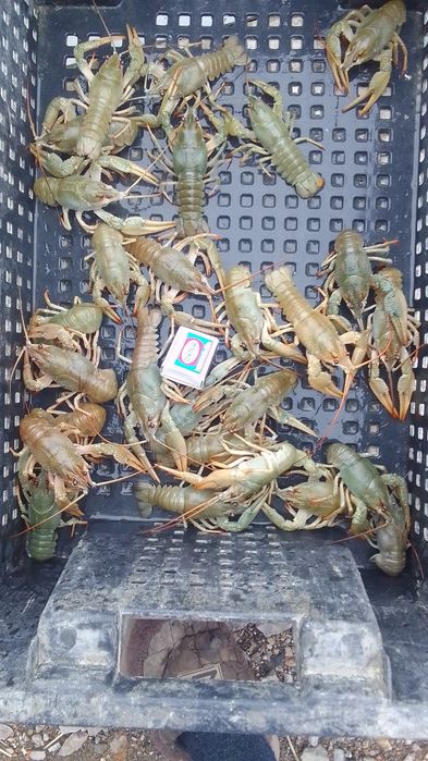 Раки оптом 30+ продам.