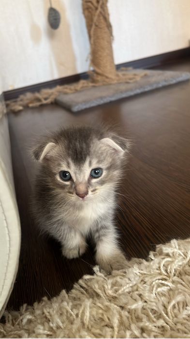 Вислоухие котята
