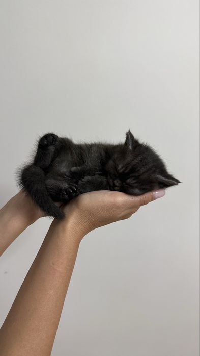продаются шотландские котята