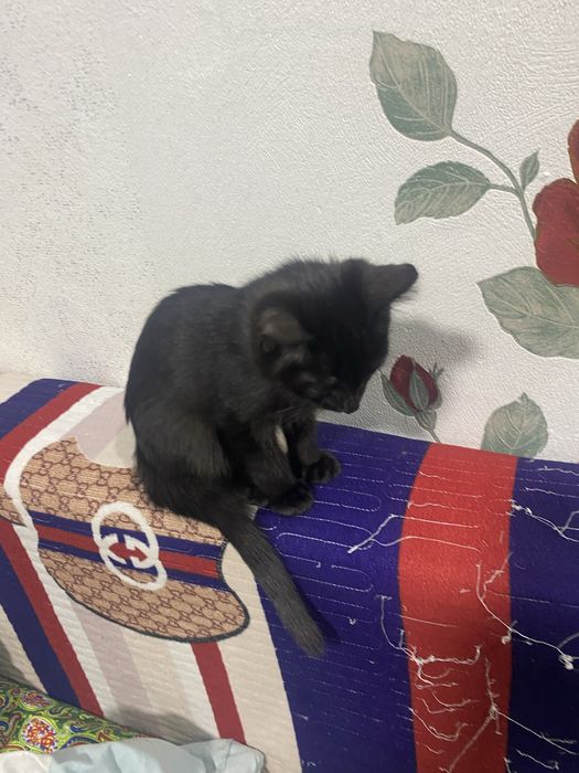 Котенык 3 месец ..
