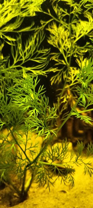 Аквариумные растения