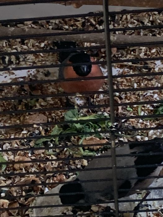 Снегири красные и бурые