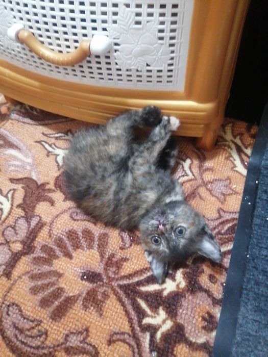 Отдам котят в добрые руки