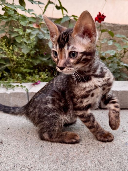 Бенгальский котёнок