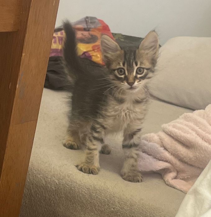 Подарявам котенца турска ангора