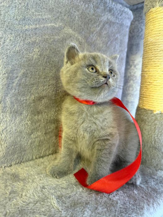 Pisici british foarte jugausi