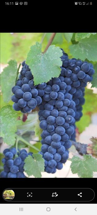 Struguri de vin calitate 1