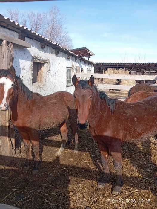 Продам жеребцов оптом на откорме .