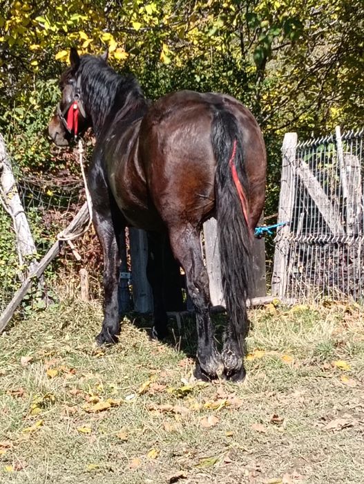 Vând iapa de 4 pe 5 ani cuminte și garantata  de ham