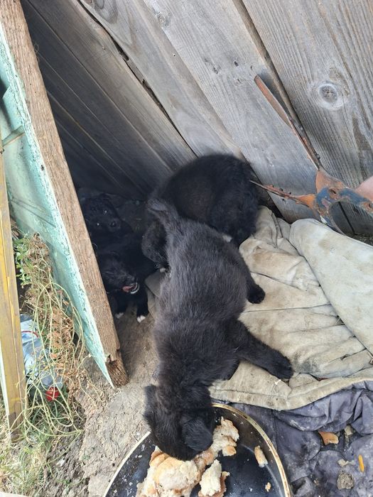 Donez 5 cățeluși,2 băieței și 3 fetițe