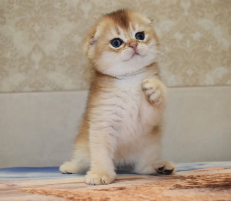 Золотые котята шиншилята