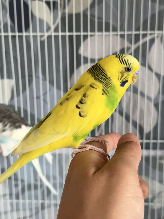 Пара волнистые попугаи