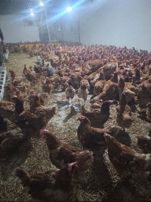 Куры несушки красные