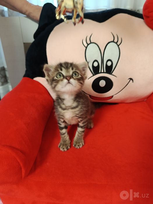 Отдается в добрые руки котенок.
