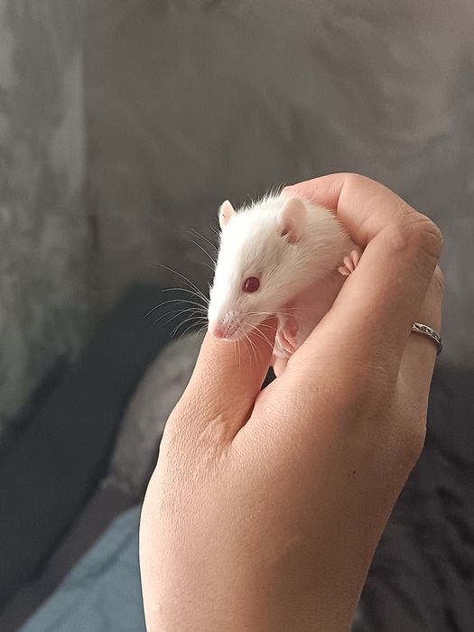 Крысы Дамбо крыски