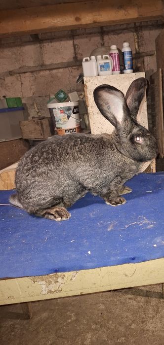 Disponibile iepuri.          Uriaș german.