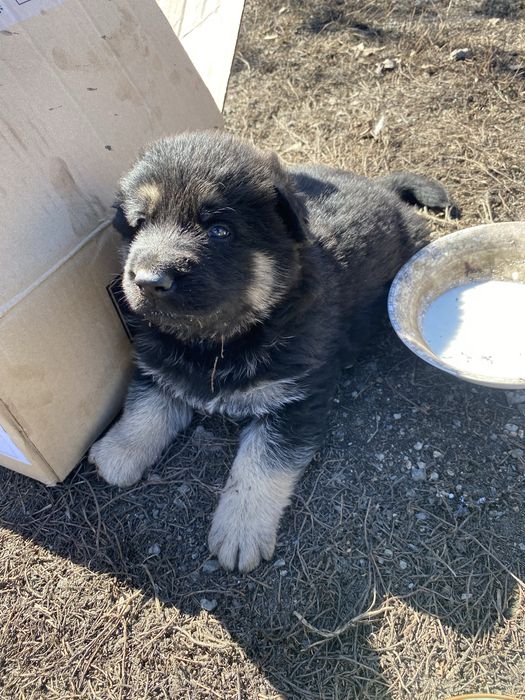 Восточно Европейская Овчарка