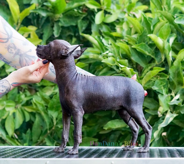 Xolo mini/xoloitzcuintli mini/mexican fara par cu pedigree - baietel