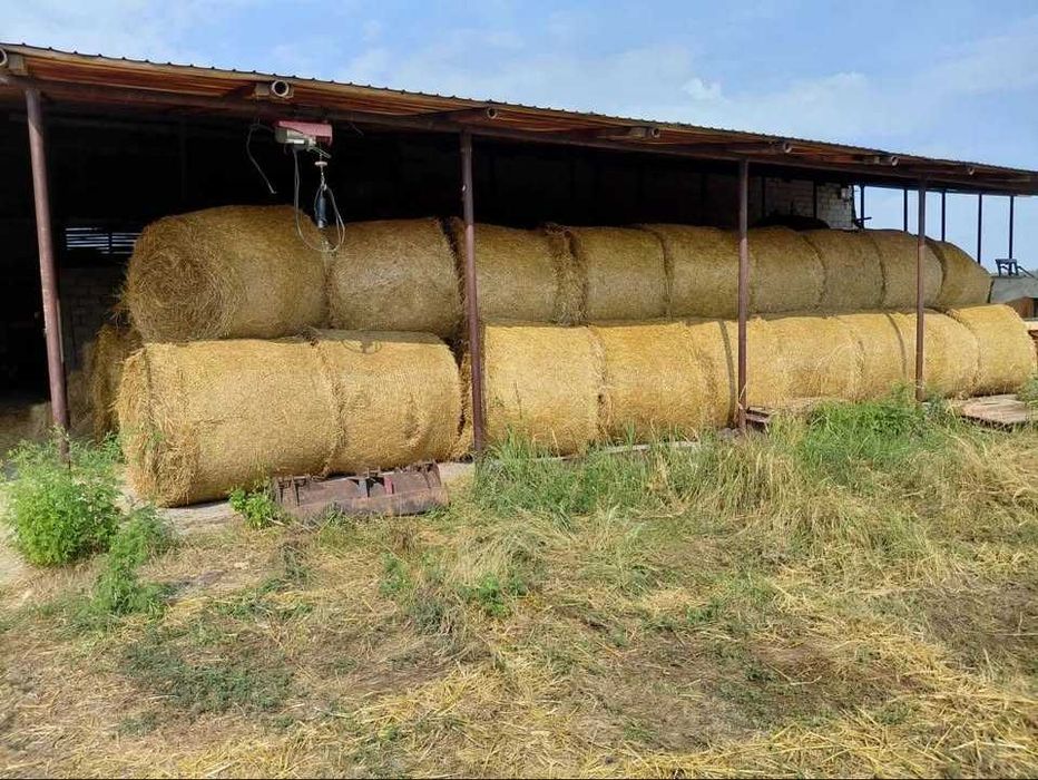 Cereale recoltă 2025, floare, ovăz, porumb, baloți paie