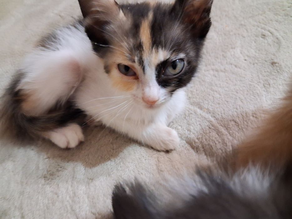Отдам котят (Бесплтно)