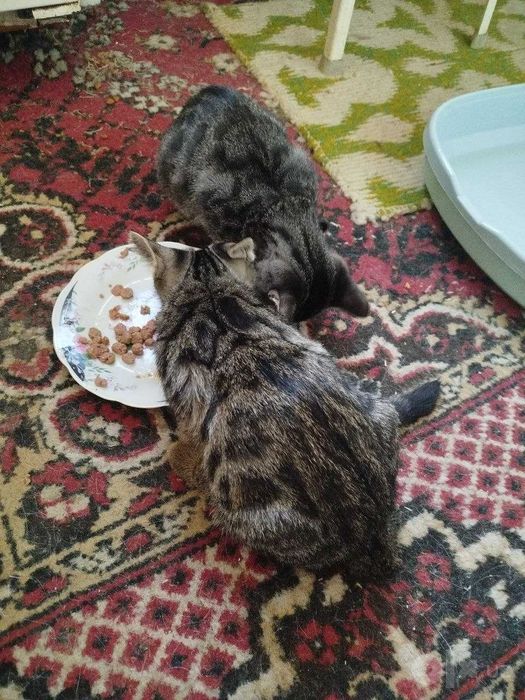 Котята только в добрые заботливые руки.
