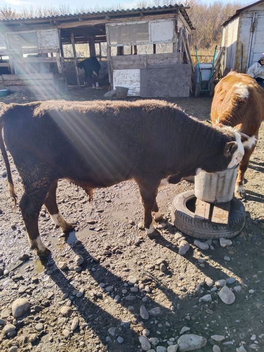 Продам бычков подсосных