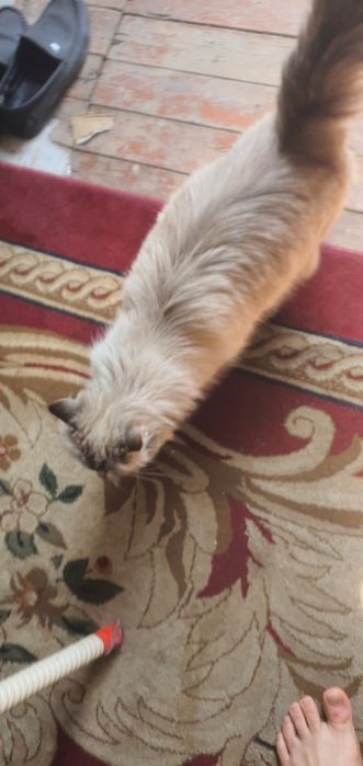 Museum zotli sotiladi