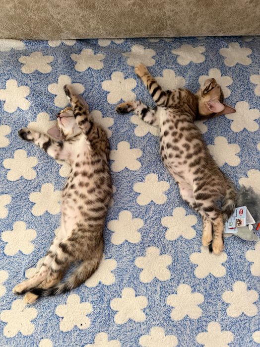 Продам бенгальских котят