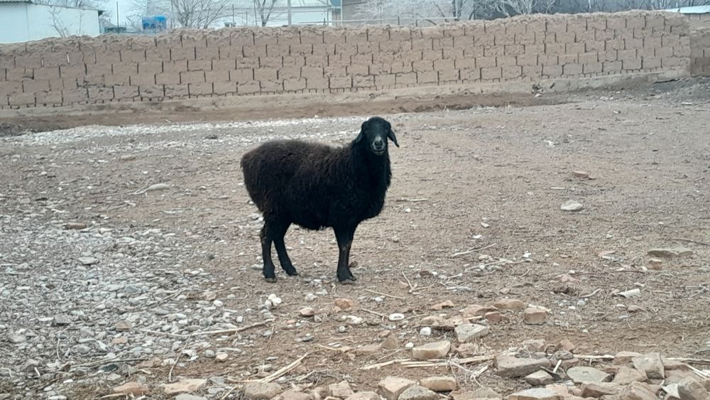 Қозылы қой мен дәу қой