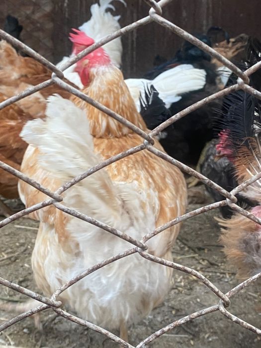 Продам племя кур